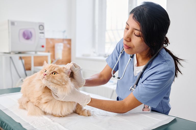 Un chat dans une clinique