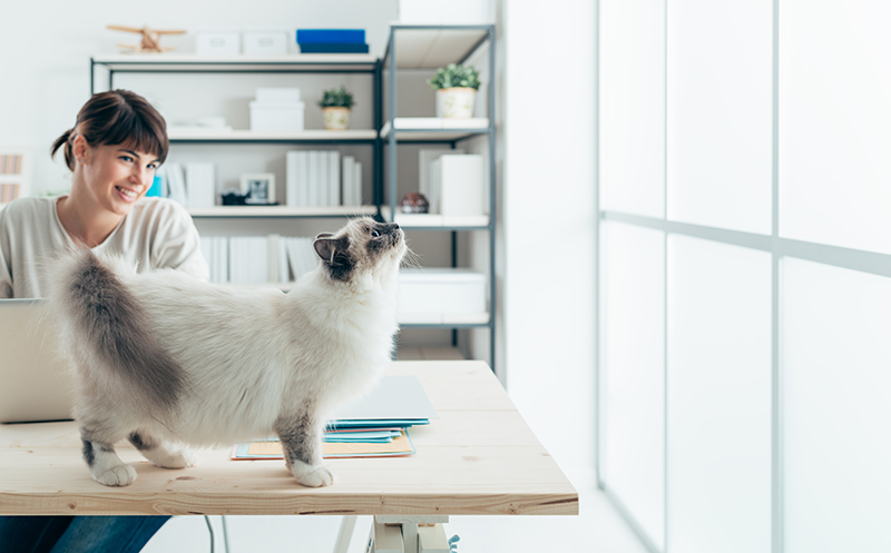 Un chat sur une table