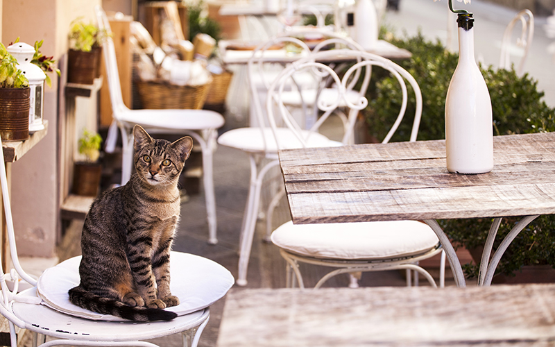 Un chat sur une chaise