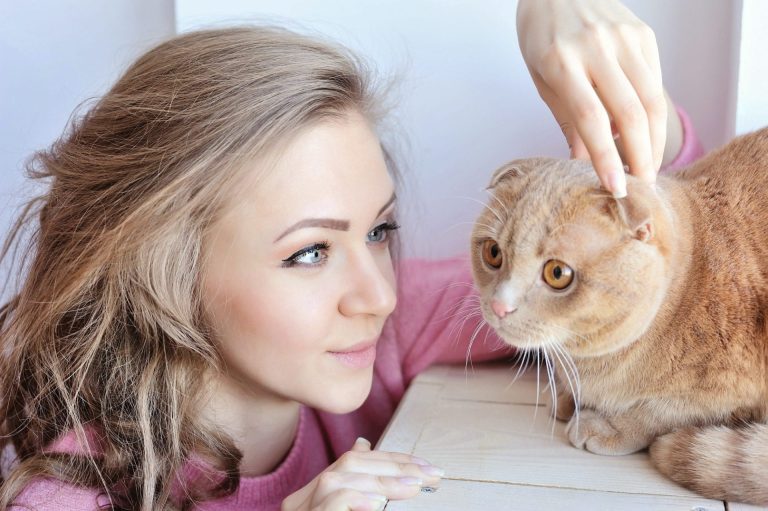 Portrait de chaton curieux