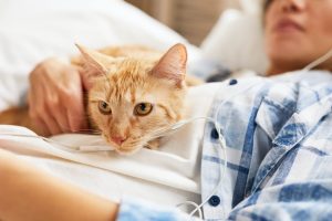 Gros chat en chasse dans l'herbe, prêt à bondir