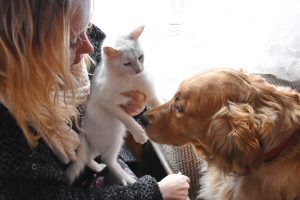 Mâle maine coon et chihuahua