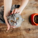 Un chat avec sa nourriture