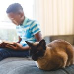 Un chat sur un lit avec un enfant