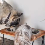 Chat mange les croquettes du chien?