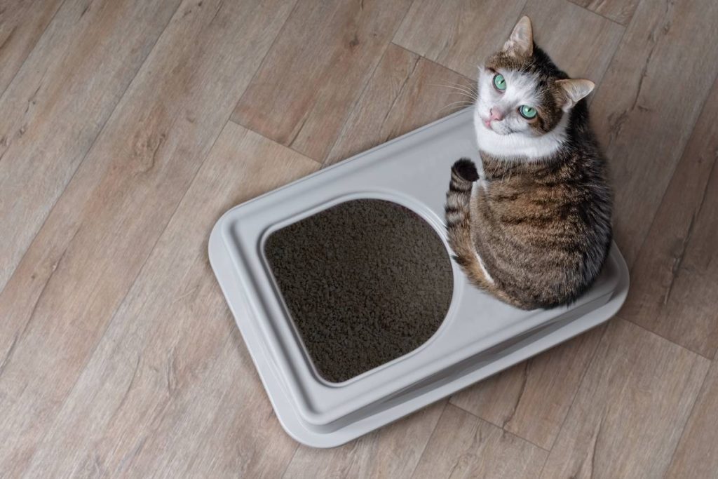 conseils utilisations litière pour chat
