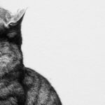Comment encourager votre chat à être plus actif : guide étape par étape