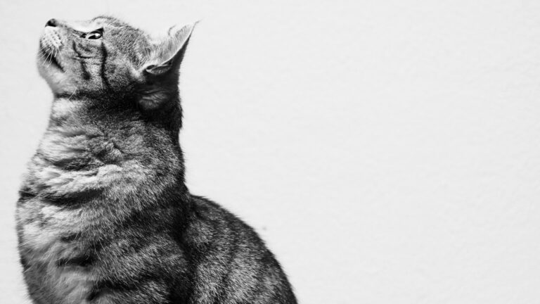 Comment encourager votre chat à être plus actif : guide étape par étape