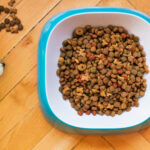 Les raisons de choisir un abonnement de croquettes pour votre chien