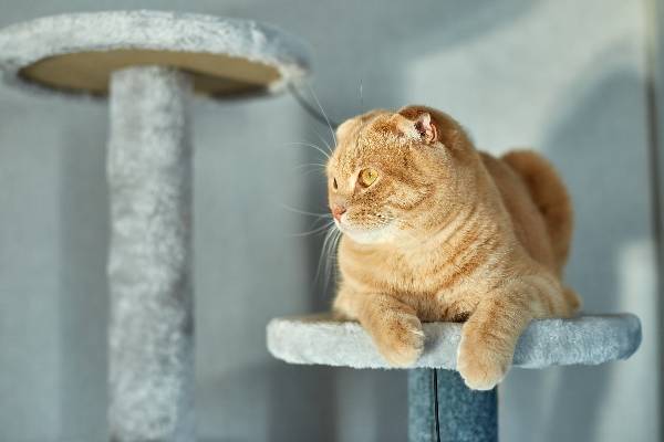 chat sur un arbre à chat