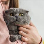 prendre son de son chat
