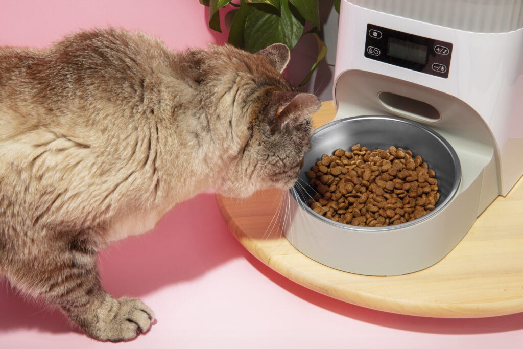 alimentation chat