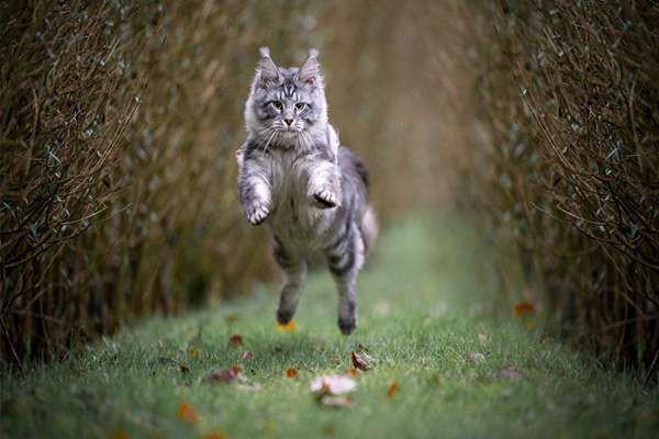 chat en bonne santé