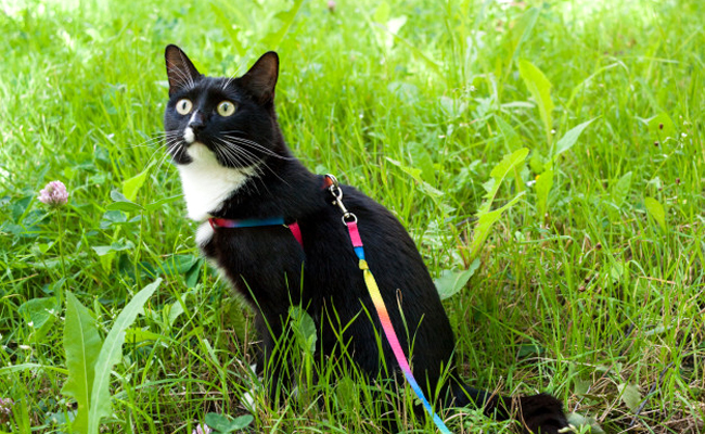 chat dans le jardin