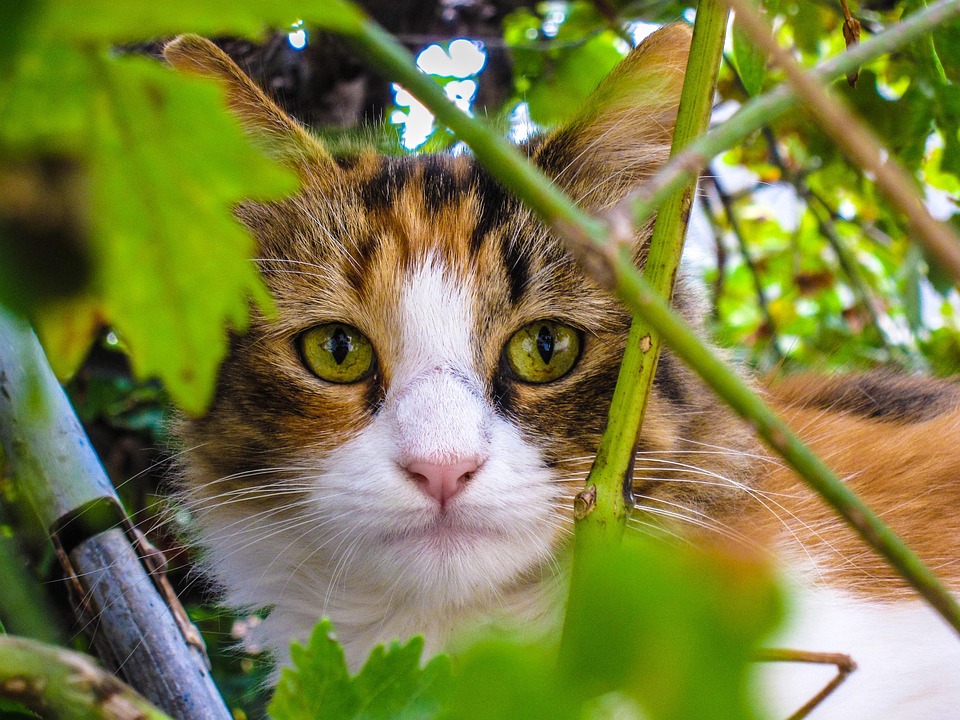 chat anxieux