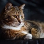 chat d'intérieur