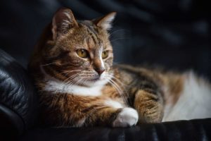 chat d'intérieur