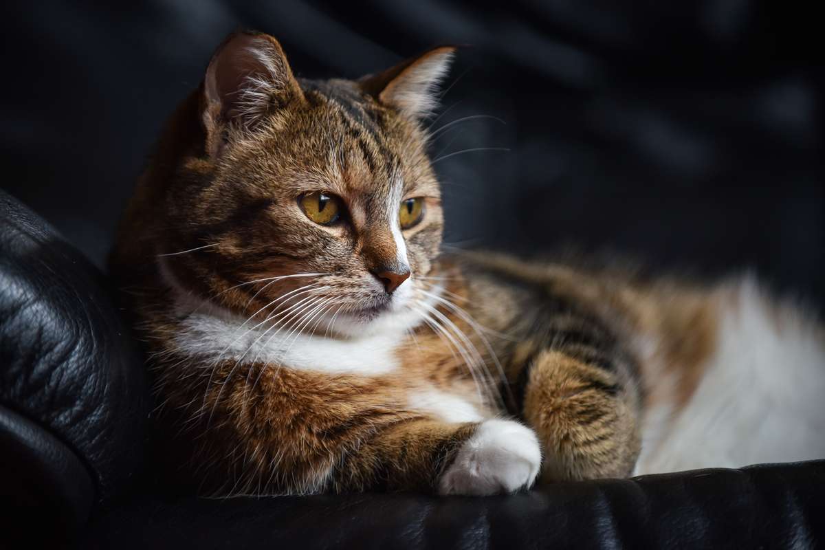 chat d'intérieur