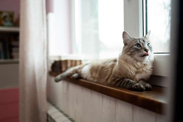 chat sur la fenêtre