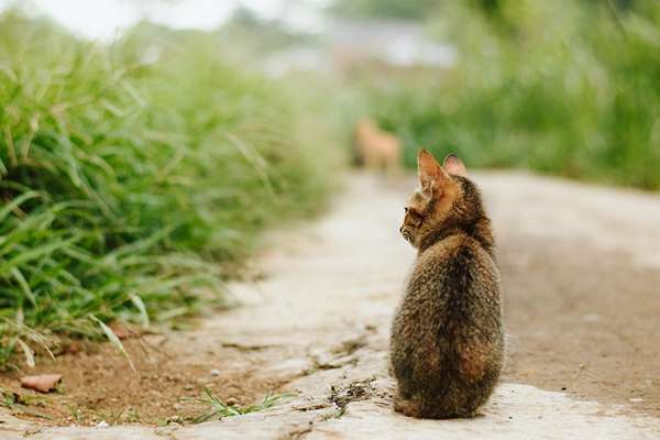 chat dans la cours