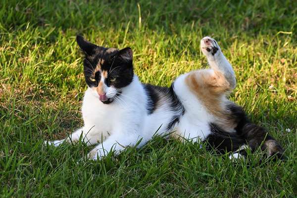 chat dans l'herbe