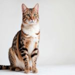 chat sur fond blanc