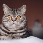 joli chat