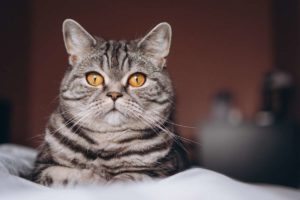 joli chat