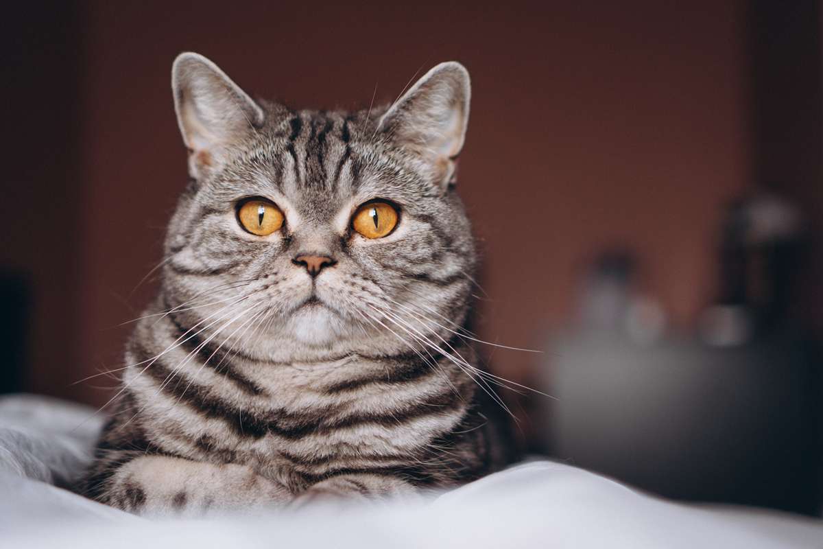 joli chat