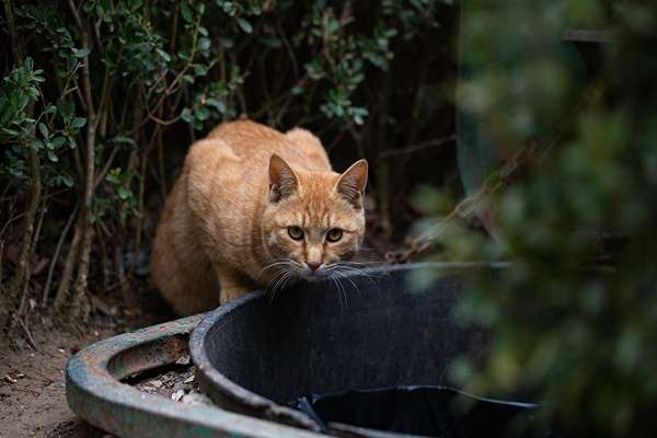 jolie petit chat