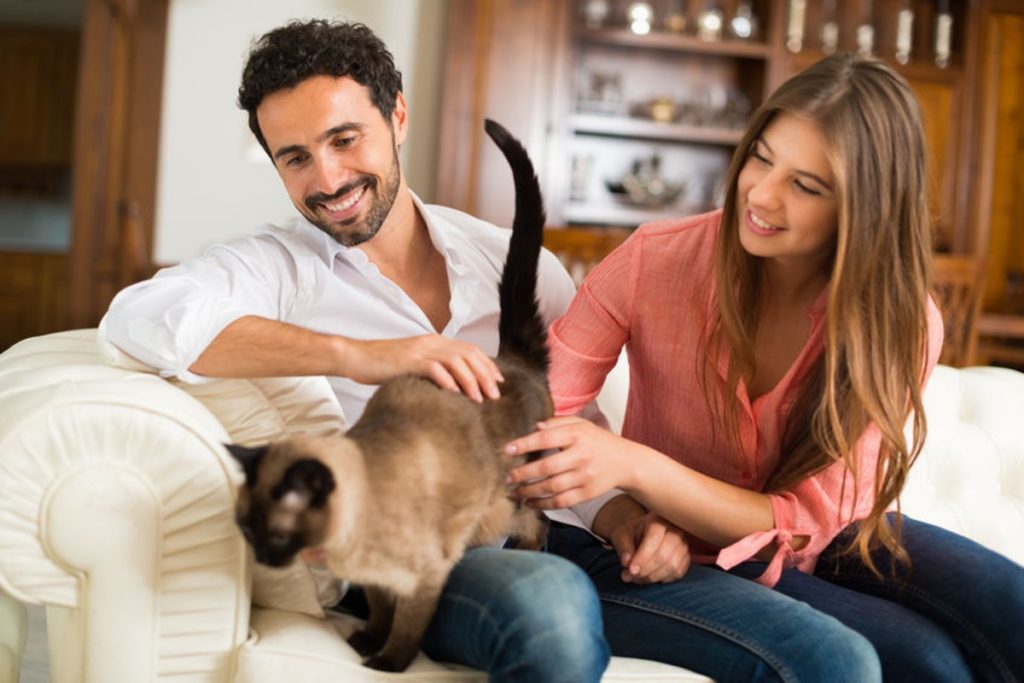 chat fidèle avec ses maitres