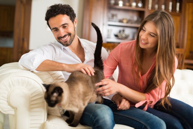 chat fidèle avec ses maitres