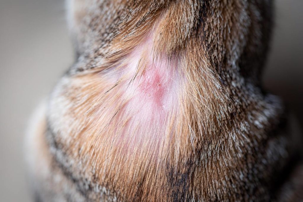 dermatite maladie de peau chez le chat