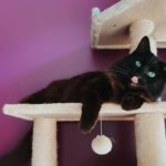 chat noir sur son arbre a chat