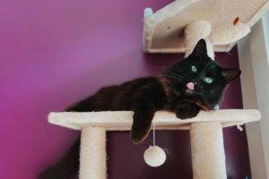 chat noir sur son arbre a chat
