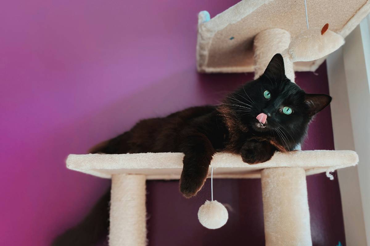 chat noir sur son arbre a chat