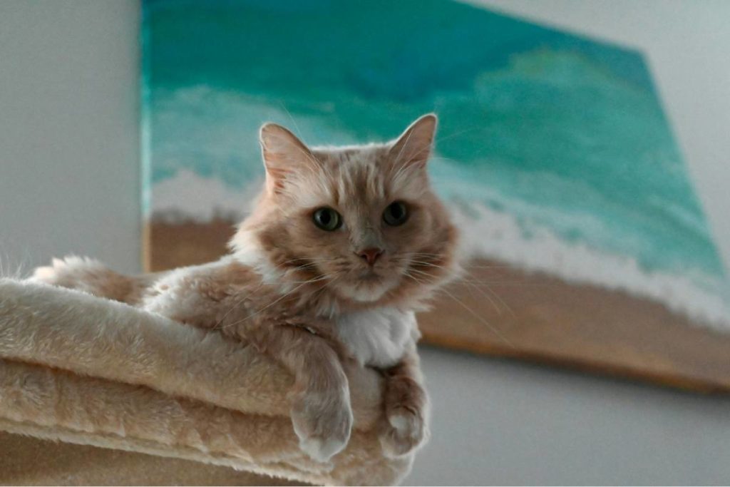 chat roux dans un arbre à chat