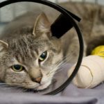 chat chez vétérinaire d'urgence