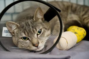 chat chez vétérinaire d'urgence