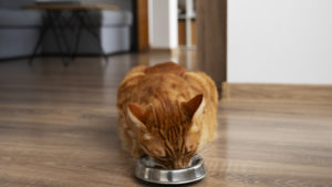Quelle pâtée pour chat choisir pour une alimentation équilibrée ?